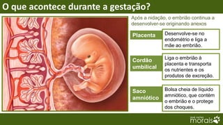 O que acontece durante a gestação?
                             Após a nidação, o embrião continua a
                             desenvolver-se originando anexos

                             Placenta      Desenvolve-se no
                                           endométrio e liga a
                                           mãe ao embrião.

                                           Liga o embrião à
                             Cordão
                                           placenta e transporta
                             umbilical     os nutrientes e os
                                           produtos de excreção.


                             Saco          Bolsa cheia de líquido
                                           amniótico, que contém
                             amniótico
                                           o embrião e o protege
                                           dos choques.
 