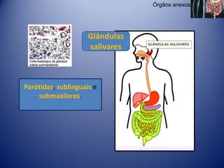 Órgãos anexos




                     Glândulas
                     salivares



Parótidas, sublinguais e
    submaxilares.
 