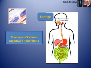 Tubo digestivo




                           Faringe




 Comum aos Sistemas
Digestivo e Respiratório
 