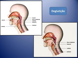 Deglutição
 
