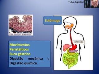 Tubo digestivo




                    Estômago




Movimentos
Peristálticos
Suco gástrico
Digestão mecânica    e
Digestão química.
 