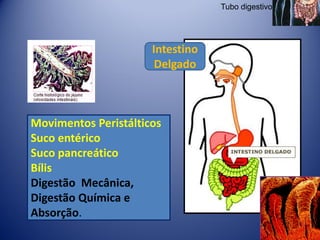 Tubo digestivo




                      Intestino
                       Delgado



Movimentos Peristálticos
Suco entérico
Suco pancreático
Bílis
Digestão Mecânica,
Digestão Química e
Absorção.
 