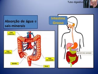Tubo digestivo




                     Intestino
Absorção de água e    Grosso
sais minerais
 