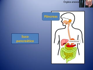 Órgãos anexos




              Pâncreas




   Suco
pancreático
 