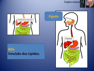 Órgãos anexos




                       Fígado




Bílis
Emulsão dos Lípidos.
 