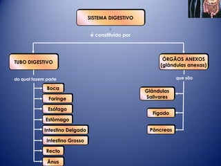 SISTEMA DIGESTIVO


                                  é constituído por



                                                            ÓRGÃOS ANEXOS
TUBO DIGESTIVO
                                                           (glândulas anexas)

do qual fazem parte                                               que são

              Boca
                                                      Glândulas
               Faringe                                Salivares

               Esófago
                                                        Fígado
              Estômago

             Intestino Delgado                         Pâncreas

              Intestino Grosso

              Recto

              Ânus
 