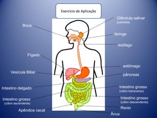 Exercício de Aplicação
                                                      Glândula salivar
                                                      (parótida)
             Boca

                                                     faringe

                                                       esófago

                 Fígado

                                                            estômago
     Vesícula Biliar
                                                            pâncreas


Intestino delgado                                      Intestino grosso
                                                       (cólon transverso)

Intestino grosso                                           Intestino grosso
 (cólon ascendente)                                        (cólon descendente)
                                                           Recto
          Apêndice cecal
                                                    Ânus
 