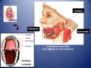 Parótida



DENTES



              Sublingual
                                                              Submaxilar




                               GLÂNDULAS SALIVARES
                           (são ANEXAS ao tubo digestivo)




         Dentição
         completa
 