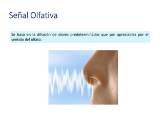 Señal Olfativa
Se basa en la difusión de olores predeterminados que son apreciables por el
sentido del olfato.
 