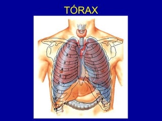 TÓRAX
 