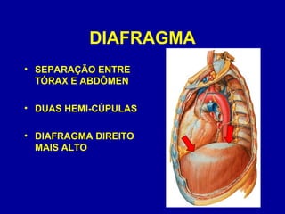 DIAFRAGMA
• SEPARAÇÃO ENTRE
TÓRAX E ABDÔMEN
• DUAS HEMI-CÚPULAS
• DIAFRAGMA DIREITO
MAIS ALTO
 