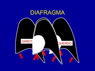 DIAFRAGMA
DIREITO
ESQUERDO
 