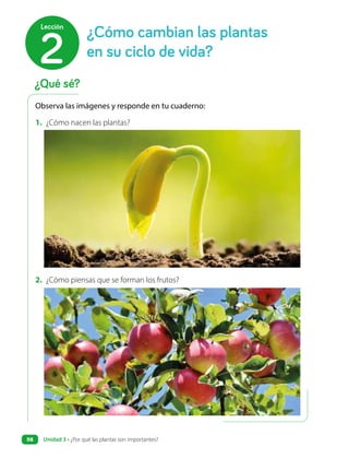 Observa las imágenes y responde en tu cuaderno:
1. ¿Cómo nacen las plantas?
2. ¿Cómo piensas que se forman los frutos?
¿Qué sé?
¿Cómo cambian las plantas
en su ciclo de vida?
2
Lección
Unidad 3 • ¿Por qué las plantas son importantes?
98
 