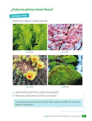 1. ¿Qué plantas tienen flores?, ¿cuáles no las poseen?
2. Menciona cuatro plantas con flor que conozcas.
¿Todas las plantas tienen flores?
Observa las imágenes y luego responde.
▲ Helecho
▲ Cactus
▲ Ciruelo
▲ Musgo
La mayoría de las plantas tienen flores. Otras carecen de ellas. Sin embargo,
todas se reproducen.
Actividad inicial
Lección 2 • ¿Cómo cambian las plantas en su ciclo de vida? 99
 