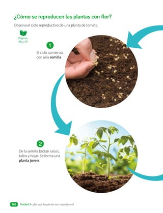 ¿Cómo se reproducen las plantas con flor?
Observa el ciclo reproductivo de una planta de tomate.
El ciclo comienza
con una semilla.
1
De la semilla brotan raíces,
tallos y hojas. Se forma una
planta joven.
2
Páginas
48 y 49
Unidad 3 • ¿Por qué las plantas son importantes?
100
 