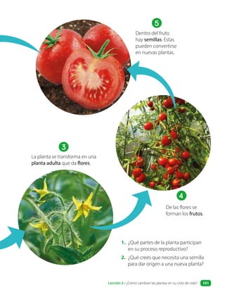 1. ¿Qué partes de la planta participan
en su proceso reproductivo?
2. ¿Qué crees que necesita una semilla
para dar origen a una nueva planta?
Dentro del fruto
hay semillas. Estas
pueden convertirse
en nuevas plantas.
5
La planta se transforma en una
planta adulta que da flores.
3
De las flores se
forman los frutos.
4
Lección 2 • ¿Cómo cambian las plantas en su ciclo de vida? 101
 