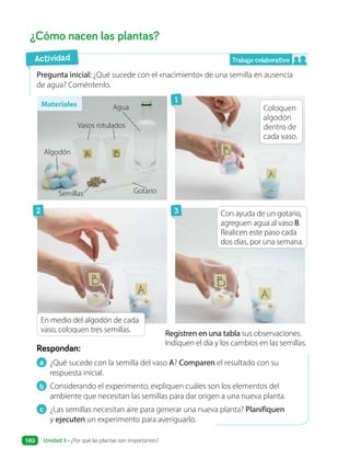 ¿Cómo nacen las plantas?
a ¿Qué sucede con la semilla del vaso A? Comparen el resultado con su
respuesta inicial.
b Considerando el experimento, expliquen cuáles son los elementos del
ambiente que necesitan las semillas para dar origen a una nueva planta.
c ¿Las semillas necesitan aire para generar una nueva planta? Planifiquen
y ejecuten un experimento para averiguarlo.
Respondan:
Pregunta inicial: ¿Qué sucede con el «nacimiento» de una semilla en ausencia
de agua? Coméntenlo.
Registren en una tabla sus observaciones.
Indiquen el día y los cambios en las semillas.
Con ayuda de un gotario,
agreguen agua al vaso B.
Realicen este paso cada
dos días, por una semana.
En medio del algodón de cada
vaso, coloquen tres semillas.
Coloquen
algodón
dentro de
cada vaso.
Actividad
Materiales
1
2 3
Algodón
Semillas
Vasos rotulados
Agua
Gotario
Trabajo colaborativo
Unidad 3 • ¿Por qué las plantas son importantes?
102
 