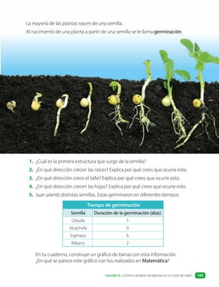 La mayoría de las plantas nacen de una semilla.
Al nacimiento de una planta a partir de una semilla se le llama germinación.
1. ¿Cuál es la primera estructura que surge de la semilla?
2. ¿En qué dirección crecen las raíces? Explica por qué crees que ocurre esto.
3. ¿En qué dirección crece el tallo? Explica por qué crees que ocurre esto.
4. ¿En qué dirección crecen las hojas? Explica por qué crees que ocurre esto.
5. Juan plantó distintas semillas. Estas germinaron en diferentes tiempos.
Tiempo de germinación
Semilla Duración de la germinación (días)
Cebolla 5
Alcachofa 9
Espinaca 6
Rábano 2
En tu cuaderno, construye un gráfico de barras con esta información.
¿En qué se parece este gráfico con los realizados en Matemática?
Lección 2 • ¿Cómo cambian las plantas en su ciclo de vida? 103
 