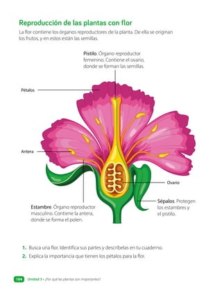 Reproducción de las plantas con flor
La flor contiene los órganos reproductores de la planta. De ella se originan
los frutos, y en estos están las semillas.
Ovario
Antera
Sépalos. Protegen
los estambres y
el pistilo.
Pistilo. Órgano reproductor
femenino. Contiene el ovario,
donde se forman las semillas.
Estambre. Órgano reproductor
masculino. Contiene la antera,
donde se forma el polen.
Pétalos
1. Busca una flor. Identifica sus partes y descríbelas en tu cuaderno.
2. Explica la importancia que tienen los pétalos para la flor.
Unidad 3 • ¿Por qué las plantas son importantes?
104
 