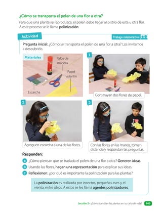 ¿Cómo se transporta el polen de una flor a otra?
Para que una planta se reproduzca, el polen debe llegar al pistilo de esta u otra flor.
A este proceso se le llama polinización.
Pregunta inicial: ¿Cómo se transporta el polen de una flor a otra? Los invitamos
a descubrirlo.
Escarcha
La polinización es realizada por insectos, pequeñas aves y el
viento, entre otros. A estos se les llama agentes polinizadores.
a ¿Cómo piensan que se traslada el polen de una flor a otra? Generen ideas.
b Usando las flores, hagan una representación para explicar sus ideas.
c Reflexionen: ¿por qué es importante la polinización para las plantas?
Respondan:
Actividad
Materiales
Papel
volantín
Palos de
madera
Agreguen escarcha a una de las flores.
1
3
2
Trabajo colaborativo
Construyan dos flores de papel.
Con las flores en las manos, tomen
distancia y respondan las preguntas.
Lección 2 • ¿Cómo cambian las plantas en su ciclo de vida? 105
 