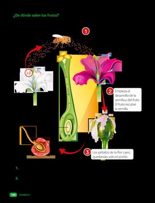 ¿De dónde salen los frutos?
Una vez polinizadas, la mayoría de las flores se convierten en frutos.
¿Cómo ocurre esto?
Paredes
del ovario
Óvulos
El polen ingresa al pistilo.
Al llegar al ovario, se une
a los óvulos, formando
posteriormente las semillas.
1
Los pétalos de la flor caen,
quedando solo el pistilo.
3
Empieza el
desarrollo de la
semilla y del fruto.
El fruto recubre
la semilla.
2
1. Las abejas ayudan a polinizar los manzanos. ¿Qué ocurriría con la cantidad
de manzanas que tiene un árbol si las abejas no existieran?
2. Argumenta. Camila dice que todos los frutos contienen muchas semillas.
¿Estás de acuerdo con ella?
Unidad 3 • ¿Por qué las plantas son importantes?
106
 