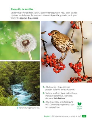 Dispersión de semillas
Las semillas o frutos de una planta pueden ser esparcidos hacia otros lugares
distintos y más lejanos. Esto se conoce como dispersión, y en ella participan
diferentes agentes dispersores.
1. ¿Qué agentes dispersores se
pueden observar en las imágenes?
2. Si el ave se alimenta de todo el fruto,
incluidas las semillas, ¿cómo las
dispersa? Señala ideas.
3. ¿Has dispersado semillas alguna
vez? Comenta tu experiencia con
tus compañeros.
▲ Río Venado, Región de los Ríos.
Páginas
50 y 51
Lección 2 • ¿Cómo cambian las plantas en su ciclo de vida? 107
 