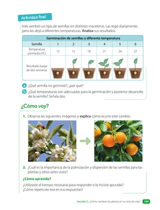 1. Observa las siguientes imágenes y explica cómo ocurre este cambio.
2. ¿Cuál es la importancia de la polinización y dispersión de las semillas para las
plantas y otros seres vivos?
¿Cómo aprendo?
¿Utilizaste el tiempo necesario para responder o lo hiciste apurado?
¿Cómo repercute eso en tus respuestas?
a ¿Qué semilla no germinó?, ¿por qué?
b ¿Qué temperaturas son adecuadas para la germinación y posterior desarrollo
de la semilla? Señala dos.
Inés sembró un tipo de semillas en distintos maceteros. Las regó diariamente,
pero las dejó a diferentes temperaturas. Analiza sus resultados.
Germinación de semillas a diferente temperatura
Semilla 1 2 3 4 5 6
Temperatura
promedio (ºC)
12 15 18 21 24 27
Resultado luego
de dos semanas
Actividad final
¿Cómo voy?
Lección 2 • ¿Cómo cambian las plantas en su ciclo de vida? 109
 