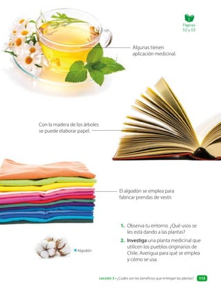 Algodón
El algodón se emplea para
fabricar prendas de vestir.
Algunas tienen
aplicación medicinal.
Con la madera de los árboles
se puede elaborar papel.
1. Observa tu entorno. ¿Qué usos se
les está dando a las plantas?
2. Investiga una planta medicinal que
utilicen los pueblos originarios de
Chile. Averigua para qué se emplea
y cómo se usa.
Páginas
52 y 53
Lección 3 • ¿Cuáles son los beneficios que entregan las plantas? 113
 