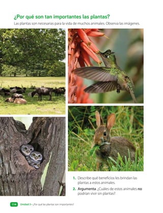 ¿Por qué son tan importantes las plantas?
Las plantas son necesarias para la vida de muchos animales. Observa las imágenes.
1. Describe qué beneficios les brindan las
plantas a estos animales.
2. Argumenta. ¿Cuáles de estos animales no
podrían vivir sin plantas?
Unidad 3 • ¿Por qué las plantas son importantes?
114
 