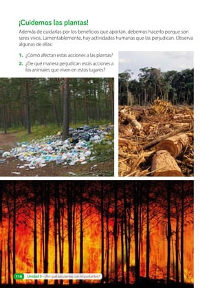 ¡Cuidemos las plantas!
Además de cuidarlas por los beneficios que aportan, debemos hacerlo porque son
seres vivos. Lamentablemente, hay actividades humanas que las perjudican. Observa
algunas de ellas:
1. ¿Cómo afectan estas acciones a las plantas?
2. ¿De qué manera perjudican estás acciones a
los animales que viven en estos lugares?
Unidad 3 • ¿Por qué las plantas son importantes?
116
 