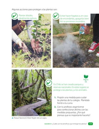 Algunas acciones para proteger a las plantas son:
▲ Parque Nacional Chiloé, Región de Los Lagos.
Evitar hacer fogatas o, en caso
de encenderlas, apagarlas bien.
Así se previenen incendios.
En Chile se han creado parques y
reservas nacionales. En estos lugares se
protege a las plantas y a los animales.
1. Propón una medida para cuidar
las plantas de tu colegio. Plantéala
frente a tu curso.
2. Con tu profesor, organícense
para confeccionar afiches con las
medidas propuestas. ¿Por qué
piensas que es importante hacerlo?
Plantar árboles,
idealmente nativos.
Página
55
Lección 3 • ¿Cuáles son los beneficios que entregan las plantas? 117
 