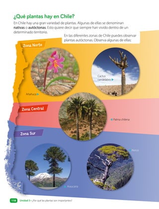 Zona Sur
Zona Central
Zona Norte
¿Qué plantas hay en Chile?
En Chile hay una gran variedad de plantas. Algunas de ellas se denominan
nativas o autóctonas. Esto quiere decir que siempre han vivido dentro de un
determinado territorio.
En las diferentes zonas de Chile puedes observar
plantas autóctonas. Observa algunas de ellas:
Añañuca
Palma chilena
Alerce
▲ Araucaria
Cactus
candelabro
▲
▲
▲
▲
Unidad 3 • ¿Por qué las plantas son importantes?
118
 