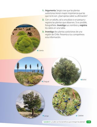 1. Argumenta. Sergio cree que las plantas
autóctonas tienen mayor importancia que las
que no lo son. ¿Qué opinas sobre su afirmación?
2. Con un adulto, sal a una plaza o un parque y
registra las plantas que observes. Si es posible,
fotografíalas. Investiga sus nombres y registra
los datos en una tabla.
3. Investiga dos plantas autóctonas de una
región de Chile. Presenta a tus compañeros
esta información.
Boldo
Chagual
▲ Calafate
▲
Lenga
Llareta
▲
▲
▲
Lección 3 • ¿Cuáles son los beneficios que entregan las plantas? 119
 