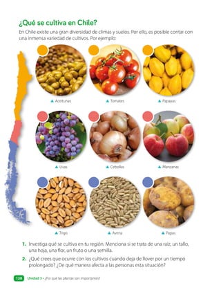 ¿Qué se cultiva en Chile?
En Chile existe una gran diversidad de climas y suelos. Por ello, es posible contar con
una inmensa variedad de cultivos. Por ejemplo:
▲ Aceitunas
▲ Uvas
▲ Trigo
▲ Tomates
▲ Cebollas
▲ Avena
▲ Papayas
▲ Manzanas
▲ Papas
1. Investiga qué se cultiva en tu región. Menciona si se trata de una raíz, un tallo,
una hoja, una flor, un fruto o una semilla.
2. ¿Qué crees que ocurre con los cultivos cuando deja de llover por un tiempo
prolongado? ¿De qué manera afecta a las personas esta situación?
Unidad 3 • ¿Por qué las plantas son importantes?
120
 