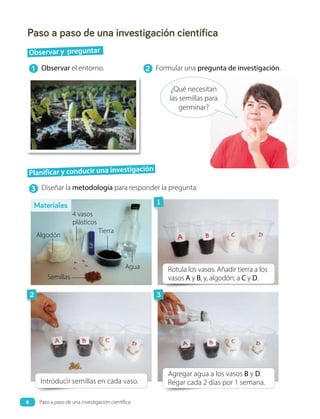 Planificar y conducir una investigación
Observar el entorno.
Diseñar la metodología para responder la pregunta.
Formular una pregunta de investigación.
Paso a paso de una investigación científica
¿Qué necesitan
las semillas para
germinar?
Introducir semillas en cada vaso.
Rotula los vasos. Añadir tierra a los
vasos A y B, y, algodón, a C y D.
Agregar agua a los vasos B y D.
Regar cada 2 días por 1 semana.
1 2
3
Materiales
Observar y preguntar
Semillas
Algodón
4 vasos
plásticos
Tierra
Agua
1
2 3
6 Paso a paso de una investigación científica
 
