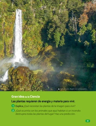 Las plantas requieren de energía y materia para vivir.
1 Explica.¿Qué necesitan las plantas de la imagen para vivir?
2 ¿Qué ocurriría con los animales que aquí habitan si un incendio
destruyera todas las plantas del lugar? Haz una predicción.
Granideade la Ciencia
▲ Salto El León, Región de La Araucanía.
85
 
