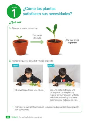 • ¿Cómo es la planta? Descríbela en tu cuaderno. Luego, léele la descripción
a un compañero.
1. Observa la planta y responde:
¿Por qué creció
la planta?
Con una regla, mide cada una
de las partes de una planta y
registra la información en un tabla.
Indica color, tamaño y una breve
descripción de cada una de ellas.
Observa las partes de una planta.
Paso 1 Paso 2
2 semanas
después
2. Realiza la siguiente actividad, y luego responde.
¿Qué sé?
¿Cómo las plantas
satisfacen sus necesidades?
1
Lección
Unidad 3 • ¿Por qué las plantas son importantes?
88
 
