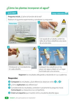 a Comparen los resultados. ¿Qué diferencias observan entre A y B ?
b ¿Cómo explicarían esas diferencias?
c Considerando los resultados, contesten nuevamente la pregunta inicial.
Comuniquen su respuesta a sus compañeros.
d Creen un esquema que muestre cómo una planta absorbe agua.
Respondan:
Pregunta inicial: ¿Cuál es la función de la raíz?
Realicen el siguiente experimento y corroboren su respuesta:
¿Cómo las plantas incorporan el agua?
A B
Registren los resultados dibujando y rotulando en sus cuadernos.
Coloquen los cebollines en los
vasos con agua y dejen en un lugar
iluminado por una semana.
Materiales Cuidado
Actividad
2 vasos con la misma
cantidad de agua
2 cebollines
2 mondadientes
Con ayuda de un adulto, corten los
tallos de ambos cebollines y las raíces
de uno de estos.
Introduzcan un mondadientes
en cada cebollín.
1
2 3
Trabajo colaborativo
Unidad 3 • ¿Por qué las plantas son importantes?
90
 
