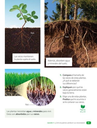 Las raíces mantienen
la planta sujeta al suelo.
Además, absorben agua
y minerales del suelo.
1. Compara el tamaño de
las raíces de estas plantas.
¿A qué se deberán
sus diferencias?
2. Expliquen por qué las
raíces generalmente están
bajo la tierra.
3. Elige una de estas plantas.
Predice qué le ocurriría si
se le cortaran sus raíces.
Las plantas necesitan agua y minerales para vivir.
Estos son absorbidos por sus raíces.
Raíz
Raíz
Raíz
Páginas
42 y 43
Lección 1 • ¿Cómo las plantas satisfacen sus necesidades? 91
 