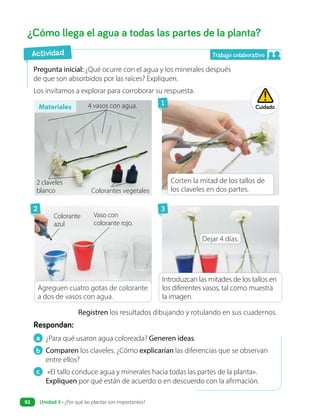 a ¿Para qué usaron agua coloreada? Generen ideas.
b Comparen los claveles. ¿Cómo explicarían las diferencias que se observan
entre ellos?
c «El tallo conduce agua y minerales hacia todas las partes de la planta».
Expliquen por qué están de acuerdo o en descuerdo con la afirmación.
Respondan:
¿Cómo llega el agua a todas las partes de la planta?
Pregunta inicial: ¿Qué ocurre con el agua y los minerales después
de que son absorbidos por las raíces? Expliquen.
Los invitamos a explorar para corroborar su respuesta.
Dejar 4 días.
Registren los resultados dibujando y rotulando en sus cuadernos.
Corten la mitad de los tallos de
los claveles en dos partes.
Agreguen cuatro gotas de colorante
a dos de vasos con agua.
Introduzcan las mitades de los tallos en
los diferentes vasos, tal como muestra
la imagen.
Materiales
Colorantes vegetales
Actividad
Cuidado
2 claveles
blanco
Vaso con
colorante rojo.
4 vasos con agua.
Colorante
azul
1
2 3
Trabajo colaborativo
Unidad 3 • ¿Por qué las plantas son importantes?
92
 