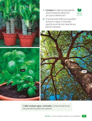 El tallo conduce agua y minerales. Lo hace desde la raíz
hacia las demás partes de la planta.
1. Compara los tallos de estas plantas.
¿Qué semejanzas observas?,
¿en qué se diferencian?
2. Si uno de estos tallos ya no pudiera
conducir ni agua ni minerales,
¿qué les ocurriría a las hojas de esa
planta? Comenta.
Tallo
Tallo
Tallo
Páginas
44 y 45
Lección 1 • ¿Cómo las plantas satisfacen sus necesidades? 93
 