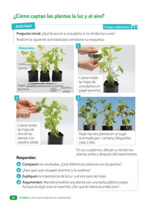 a Comparen los resultados. ¿Qué diferencias observan en las plantas?
b ¿Para qué usan el papel aluminio y la vaselina?
c Expliquen la importancia de la luz y el aire para las hojas.
d Argumenten. Marcelo envolvió una planta con una bolsa plástica negra.
Aunque la regó, esta se marchitó. ¿Por qué le habrá ocurrido esto?
Respondan:
¿Cómo captan las plantas la luz y el aire?
Pregunta inicial: ¿Qué le ocurre a una planta si no recibe luz o aire?
Realicen la siguiente actividad para corroborar su respuesta:
En sus cuadernos, dibujen y rotulen las
plantas antes y después del experimento.
Vaselina
sólida
Actividad
Materiales
3
plantas
Papel
aluminio
Cubran todas
las hojas de
una planta con
papel aluminio.
Cubran todas
las hojas de
otra de las
plantas con
vaselina sólida.
Dejen las tres plantas en un lugar
iluminado por 1 semana. Riéguenlas
cada 2 días.
1
2 3
Trabajo colaborativo
Unidad 3 • ¿Por qué las plantas son importantes?
94
 
