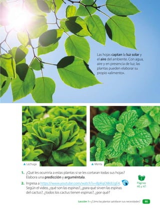 Las hojas captan la luz solar y
el aire del ambiente. Con agua,
aire y en presencia de luz, las
plantas pueden elaborar su
propio «alimento».
1. ¿Qué les ocurriría a estas plantas si se les cortaran todas sus hojas?
Elabora una predicción y arguméntala.
2. Ingresa a https://www.youtube.com/watch?v=8pKqOWdUgE4.
Según el video, ¿qué son las espinas?, ¿para qué sirven las espinas
del cactus?, ¿todos los cactus tienen espinas?, ¿por qué?
▲ Menta
▲ Lechuga
Páginas
46 y 47
Lección 1 • ¿Cómo las plantas satisfacen sus necesidades? 95
 