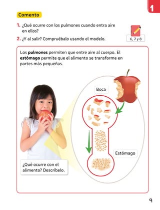 Comento
1. ¿Qué ocurre con los pulmones cuando entra aire
en ellos?
2. ¿Y al salir? Compruébalo usando el modelo.
Los pulmones permiten que entre aire al cuerpo. El
estómago permite que el alimento se transforme en
partes más pequeñas.
6, 7 y 8
¿Qué ocurre con el
alimento? Descríbelo.
Boca
Estómago
9
 