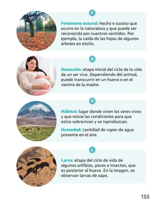 Gestación: etapa inicial del ciclo de la vida
de un ser vivo. Dependiendo del animal,
puede transcurrir en un huevo o en el
vientre de la madre.
Larva: etapa del ciclo de vida de
algunos anfibios, peces e insectos, que
es posterior al huevo. En la imagen, se
observan larvas de sapo.
Hábitat: lugar donde viven los seres vivos
y que reúne las condiciones para que
estos sobrevivan y se reproduzcan.
Humedad: cantidad de vapor de agua
presente en el aire.
Fenómeno natural: hecho o suceso que
ocurre en la naturaleza y que puede ser
reconocido por nuestros sentidos. Por
ejemplo, la caída de las hojas de algunos
árboles en otoño.
G
L
H
F
155
 