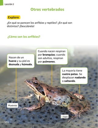 Otros vertebrados
Exploro
¿En qué se parecen los anfibios y reptiles? ¿En qué son
distintos? ¡Descúbrelo!
Huevos
Sapo
¿Cómo son los anfibios?
Nacen de un
huevo y su piel es
desnuda y húmeda.
Cuando nacen respiran
por branquias; cuando
son adultos, respiran
por pulmones.
La mayoría tiene
cuatro patas. Se
desplazan nadando
o saltando.
Lección 3
44
Lección 3
 