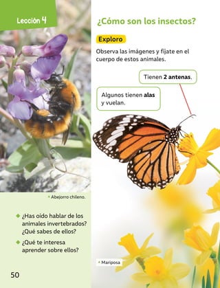¿Cómo son los insectos?
Exploro
Observa las imágenes y fíjate en el
cuerpo de estos animales.
◆
◆ ¿Has oído hablar de los
animales invertebrados?
¿Qué sabes de ellos?
◆
◆ ¿Qué te interesa
aprender sobre ellos?
Abejorro chileno.
Mariposa
Algunos tienen alas
y vuelan.
Tienen 2 antenas.
Lección 4
50
 