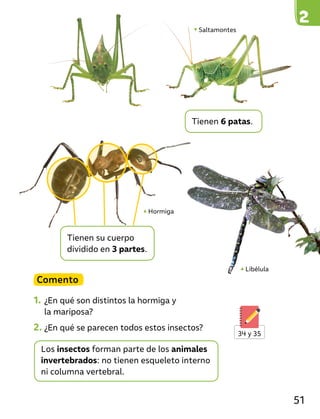 Saltamontes
Hormiga
Libélula
Comento
1. ¿En qué son distintos la hormiga y
la mariposa?
2. ¿En qué se parecen todos estos insectos?
Los insectos forman parte de los animales
invertebrados: no tienen esqueleto interno
ni columna vertebral.
Tienen 6 patas.
Tienen su cuerpo
dividido en 3 partes.
34 y 35
51
 