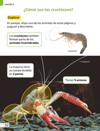 ¿Cómo son los crustáceos?
Exploro
En parejas, elijan uno de los animales de estas páginas y
jueguen a describirlo.
Los crustáceos también
forman parte de los
animales invertebrados.
Langosta
Camarón
La mayoría tiene
su cuerpo dividido
en 2 partes.
Tienen 4 antenas.
Lección 4
52
 