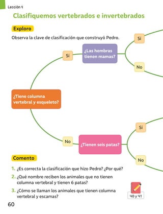 Clasifiquemos vertebrados e invertebrados
Exploro
Observa la clave de clasificación que construyó Pedro.
Comento
1. ¿Es correcta la clasificación que hizo Pedro? ¿Por qué?
2. ¿Qué nombre reciben los animales que no tienen
columna vertebral y tienen 6 patas?
3. ¿Cómo se llaman los animales que tienen columna
vertebral y escamas?
¿Tiene columna
vertebral y esqueleto?
¿Las hembras
tienen mamas?
¿Tienen seis patas?
Sí
Sí
Sí
No
No
No
40 y 41
Lección 4
60
 